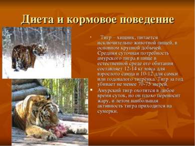 Диета и кормовое поведение Тигр – хищник, питается исключительно животной пищ...