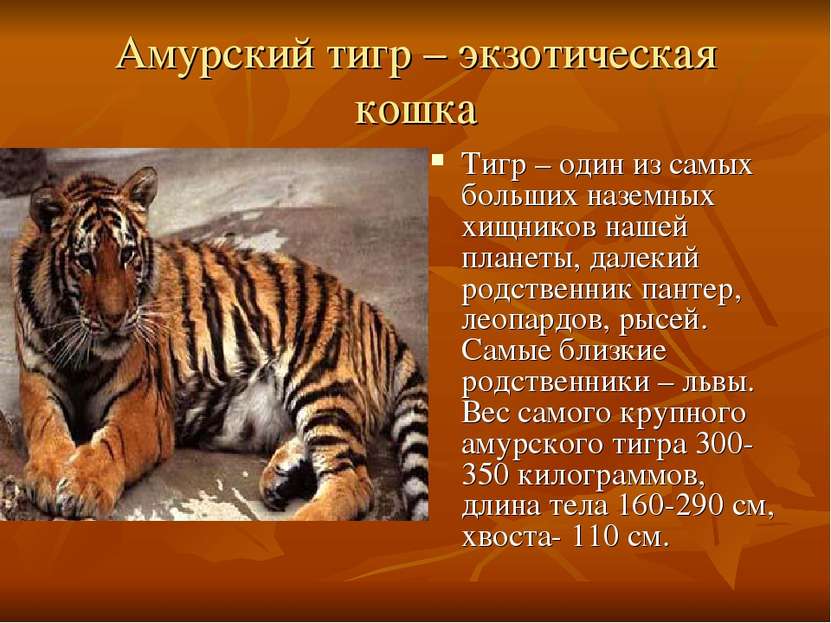 Амурский тигр – экзотическая кошка Тигр – один из самых больших наземных хищн...