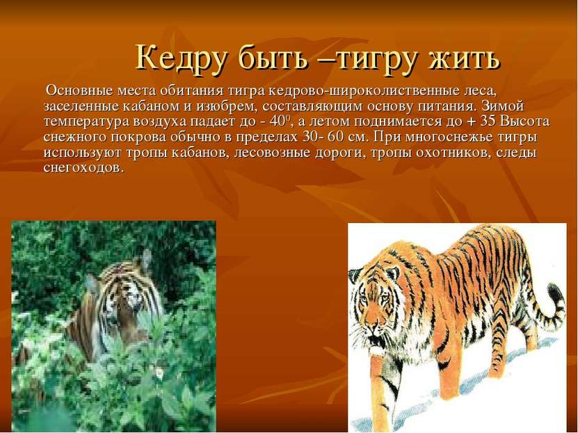 Кедру быть –тигру жить Основные места обитания тигра кедрово-широколиственные...