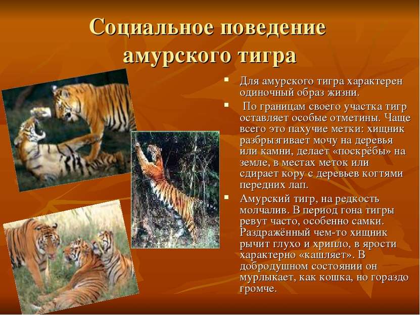 Социальное поведение амурского тигра Для амурского тигра характерен одиночный...