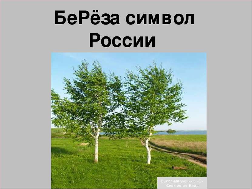 БеРёза символ России Выполнил ученик 6 «Б» Феоктистов Влад