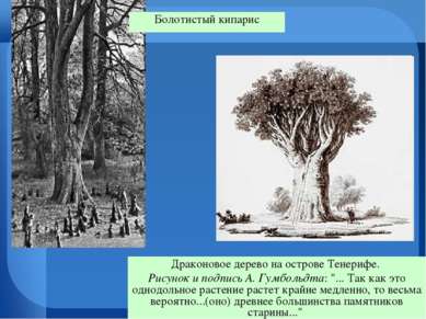 Драконовое дерево на острове Тенерифе. Рисунок и подпись А. Гумбольдта: "... ...