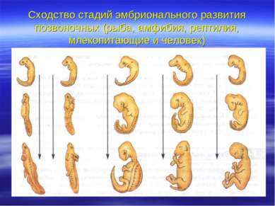 Сходство стадий эмбрионального развития позвоночных (рыба, амфибия, рептилия,...