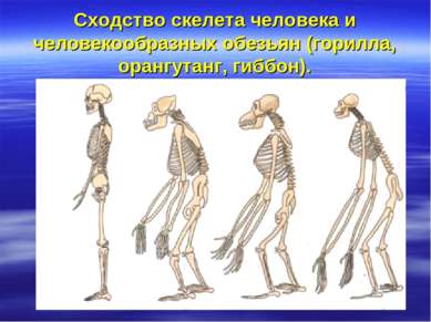 Сходство скелета человека и человекообразных обезьян (горилла, орангутанг, ги...