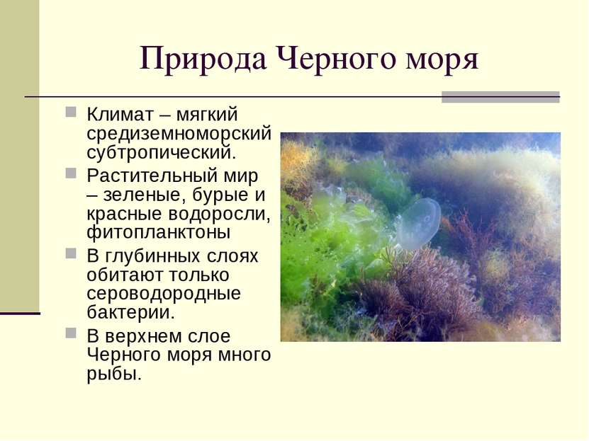 Природа Черного моря Климат – мягкий средиземноморский субтропический. Растит...