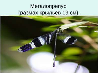 Мегалопрепус (размах крыльев 19 см).