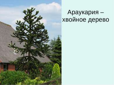 Араукария – хвойное дерево