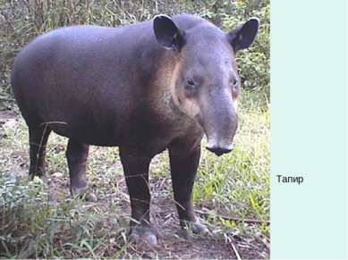 Тапир