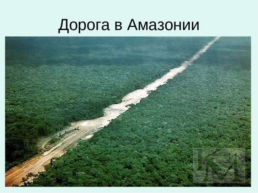 Дорога в Амазонии