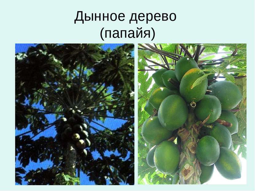 Дынное дерево (папайя)