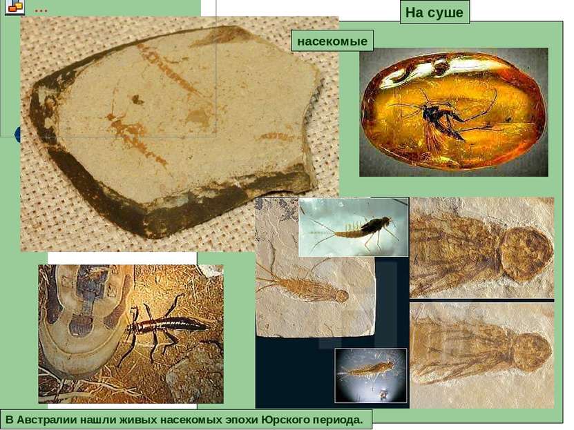 На суше В Австралии нашли живых насекомых эпохи Юрского периода. насекомые