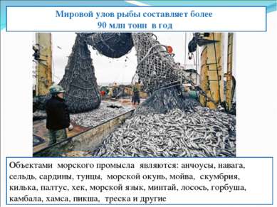 Мировой улов рыбы составляет более 90 млн тонн в год Объектами морского промы...
