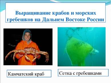 Выращивание крабов и морских гребешков на Дальнем Востоке России Камчатский к...
