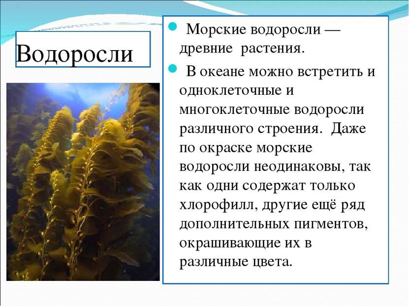 Водоросли Морские водоросли — древние растения. В океане можно встретить и од...
