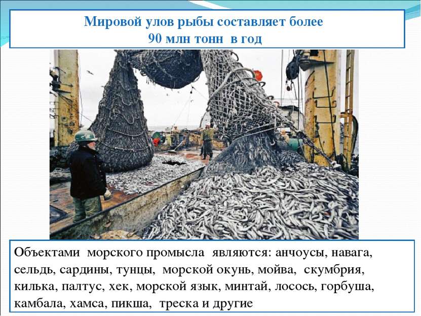 Мировой улов рыбы составляет более 90 млн тонн в год Объектами морского промы...
