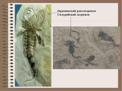 Ордовикский ракоскорпион Силурийский скорпион
