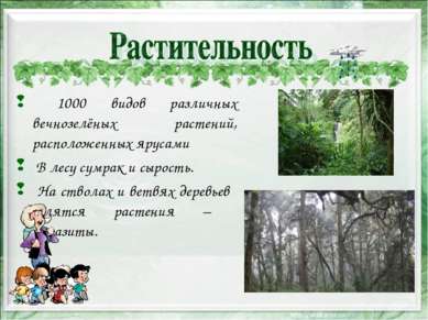 1000 видов различных вечнозелёных растений, расположенных ярусами В лесу сумр...