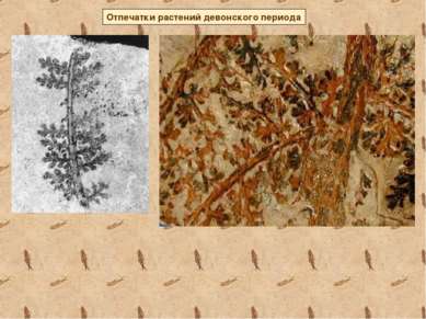 Отпечатки растений девонского периода