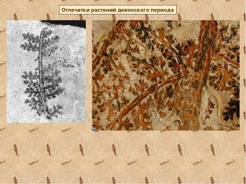 Отпечатки растений девонского периода