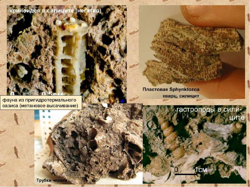 фауна из пригидротермального оазиса (метановое высачивание) Трубки червей