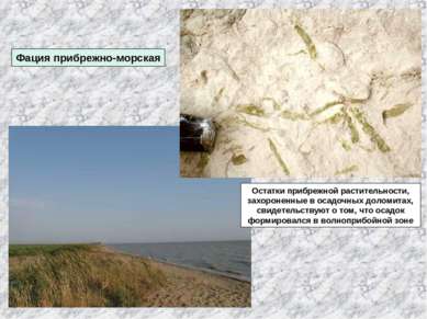 Фация прибрежно-морская Остатки прибрежной растительности, захороненные в оса...