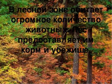 В лесной зоне обитает огромное количество животных. Лес предоставляет им корм...