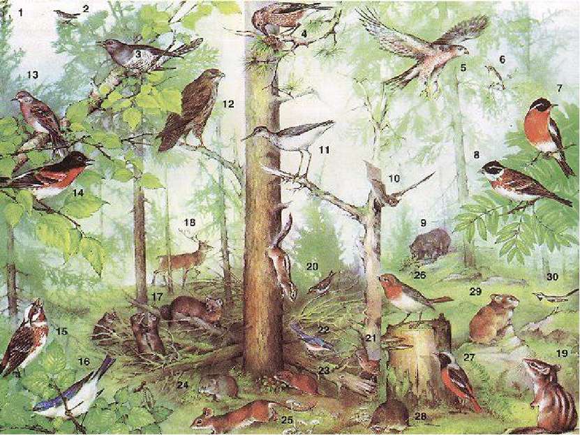 В лесу много корма для птиц. Здесь обитают тетерева, глухари, дятлы, сойки, д...
