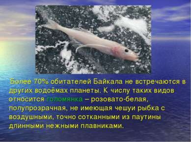 Более 70% обитателей Байкала не встречаются в других водоёмах планеты. К числ...