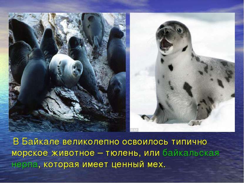 В Байкале великолепно освоилось типично морское животное – тюлень, или байкал...