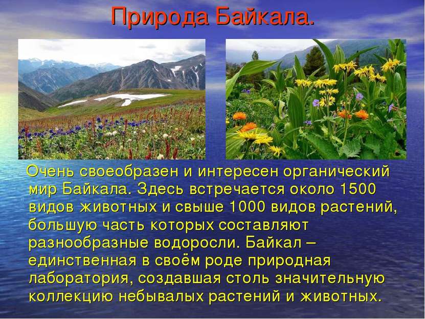 Природа Байкала. Очень своеобразен и интересен органический мир Байкала. Здес...
