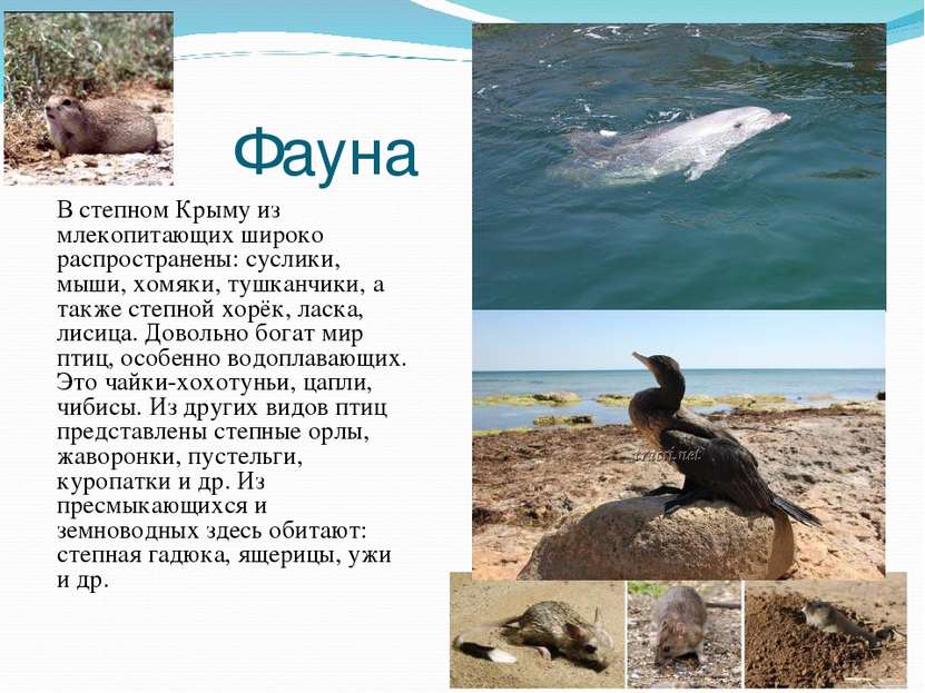 Фауна В степном Крыму из млекопитающих широко распространены: суслики, мыши, ...