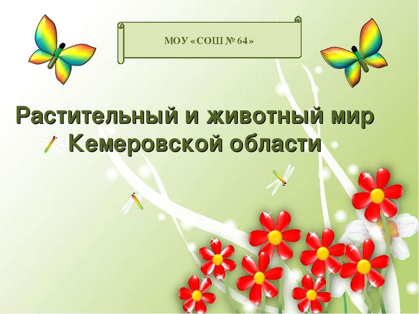 Растительный и животный мир Кемеровской области МОУ «СОШ №64»