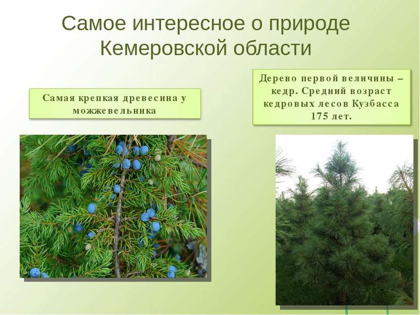 Самое интересное о природе Кемеровской области
