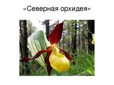 «Северная орхидея»