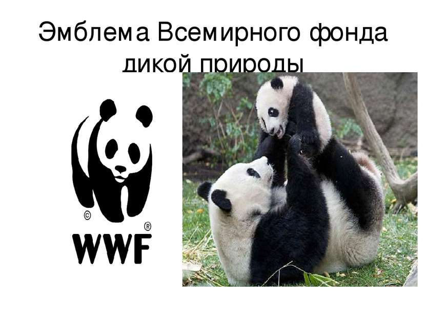 Эмблема Всемирного фонда дикой природы