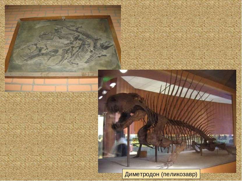 Диметродон (пеликозавр)