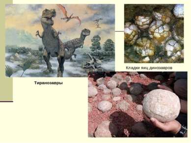 Кладки яиц динозавров Тиранозавры