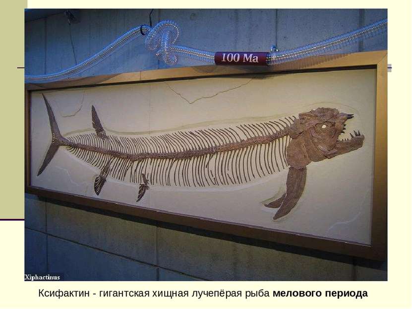 Ксифактин - гигантская хищная лучепёрая рыба мелового периода