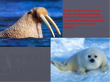 Клыки моржа имеют длину 60-80 см и предназначены для того, чтобы выкапывать с...