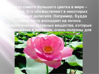 Фото самого большого цветка в мире – лотоса. Его обожествляют в некоторых вос...