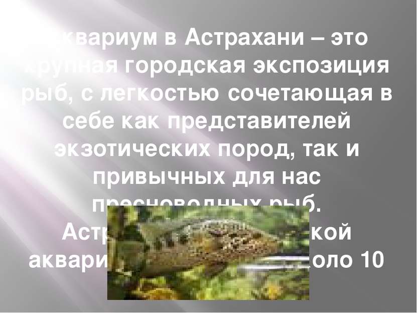 Аквариум в Астрахани – это крупная городская экспозиция рыб, с легкостью соче...