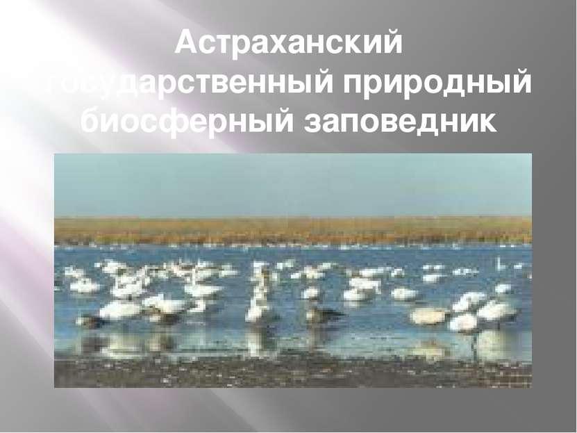 Астраханский государственный природный биосферный заповедник