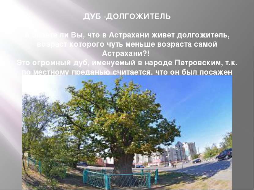 ДУБ -ДОЛГОЖИТЕЛЬ А знаете ли Вы, что в Астрахани живет долгожитель, возраст к...