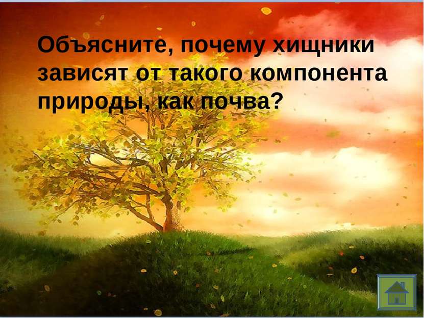 Объясните, почему хищники зависят от такого компонента природы, как почва?