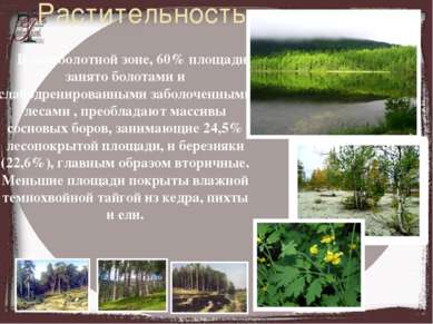 Растительность В лесоболотной зоне, 60% площади занято болотами и слабодренир...