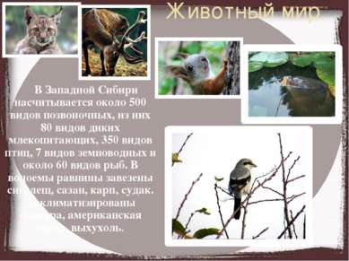 Животный мир В Западной Сибири насчитывается около 500 видов позвоночных, из ...