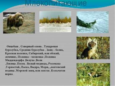 Млекопитающие Овцебык , Северный олень , Тундровая бурозубка, Средняя бурозуб...