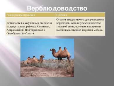 Верблюдоводство Район распространения Причина размещается в засушливых степны...