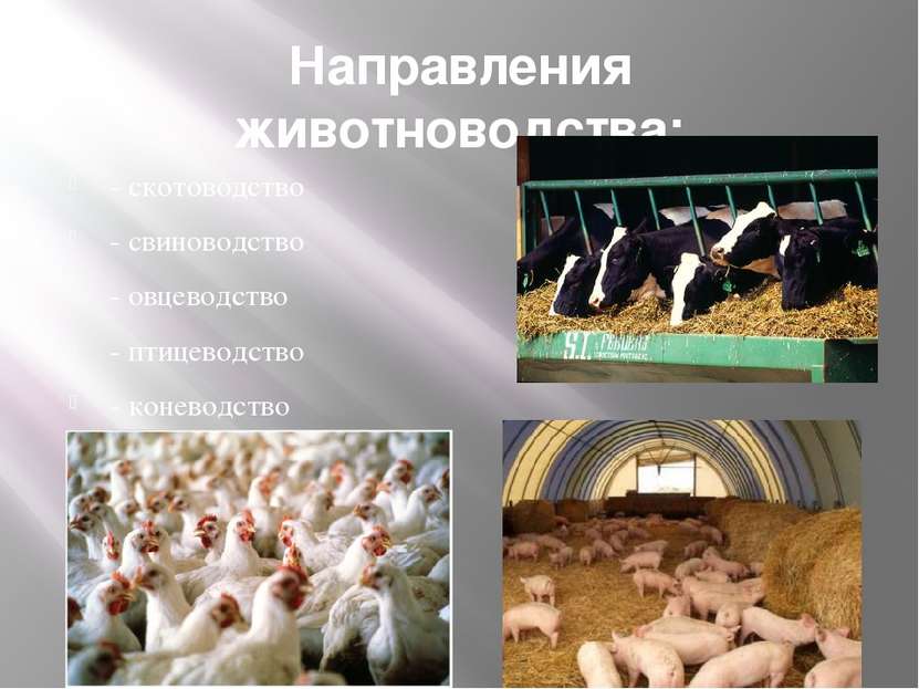 Направления животноводства: - скотоводство - свиноводство - овцеводство - пти...