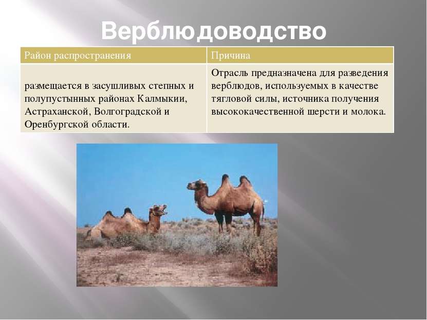 Верблюдоводство Район распространения Причина размещается в засушливых степны...